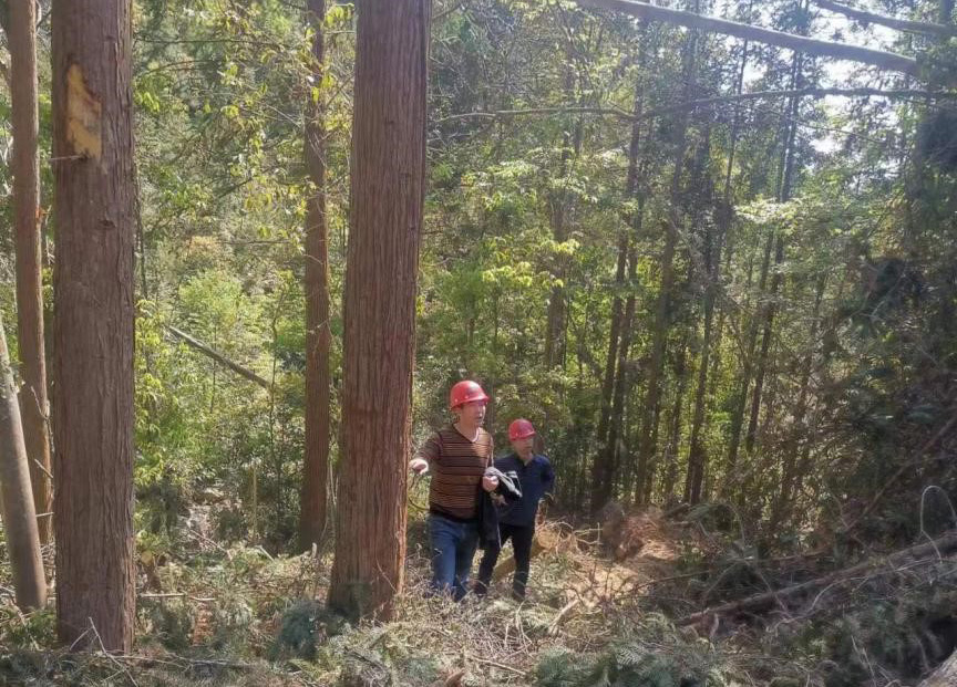 “兩節(jié)”前夕，“綠盾”行動(dòng)——福建金森嚴(yán)格把關(guān)林木采伐施工