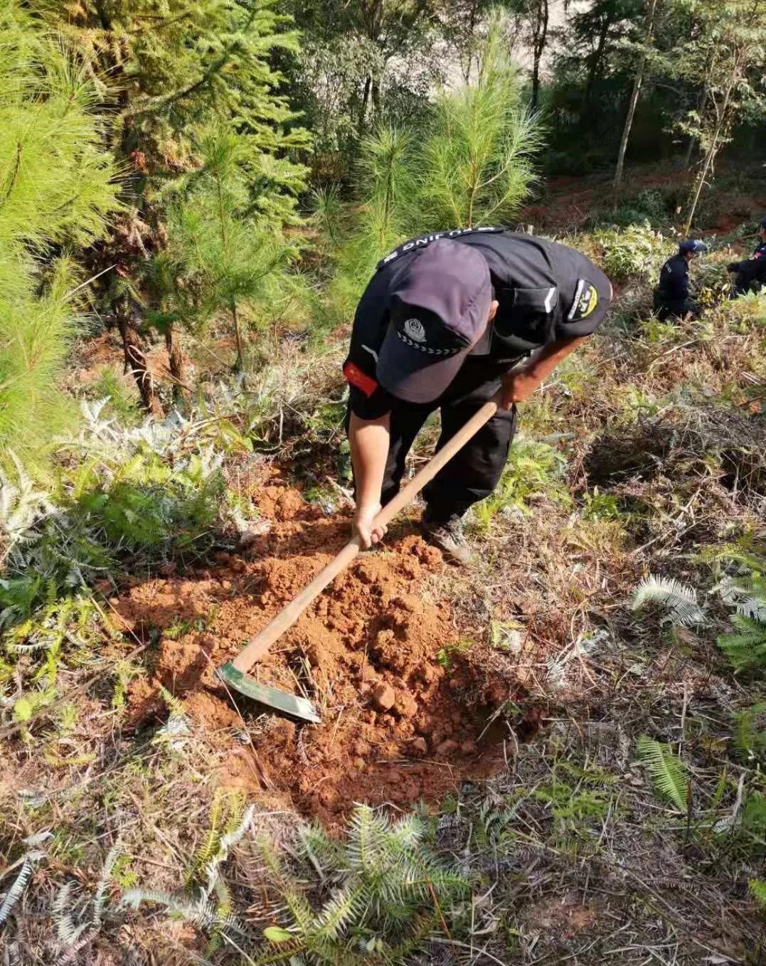 干好每一天|青山掛白我復(fù)綠，無私奉獻金森人——資源保護部義務(wù)突擊隊工作記實