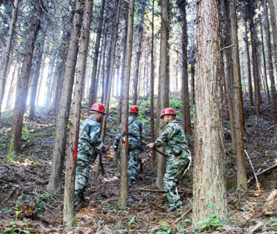嚴把森林培育質(zhì)量關(guān)，譜寫資源培育新篇章