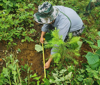 嚴把森林培育質(zhì)量關(guān)，譜寫資源培育新篇章