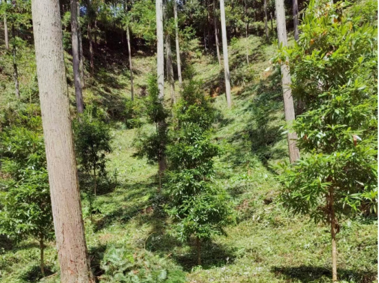 琵琶丘工區(qū):三明市森林質(zhì)量精準提升工程業(yè)務培訓現(xiàn)場示范 琵琶丘工區(qū):三明市森林質(zhì)量精準提升工程業(yè)務培訓現(xiàn)場示范